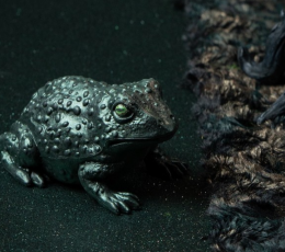  Dekoratsioon "Kärnkonn" (12 cm) 1