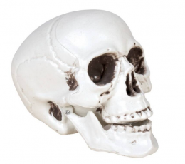 Dekoratsioon "Kolju"  (8 cm) 1