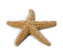 Dekoratyvinė jūrų žvaigdžė (6,5 cm)