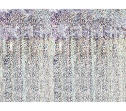 Fooliumkardin - vihm, holograafiline (90 x 250 cm)