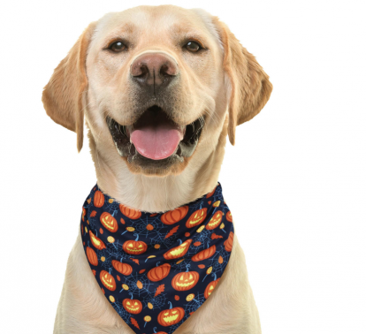 Lemmikloomade kaelussall „Kõrvitsad“