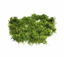  Looduslik sammal (50 g)