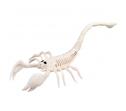  Skorpioni skelett