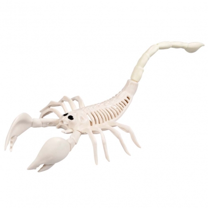  Skorpioni skelett